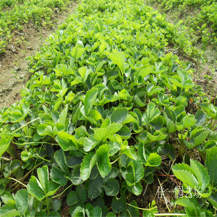 果园特价直销 红颜草莓苗 草莓小苗批发 奶油草莓 挂果多 - 水果批发