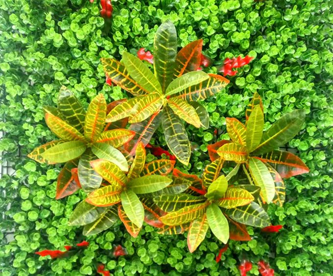 仿真植物墙配件洒金榕变色木盆景盆栽七彩树叶塑料装饰假花仿真花