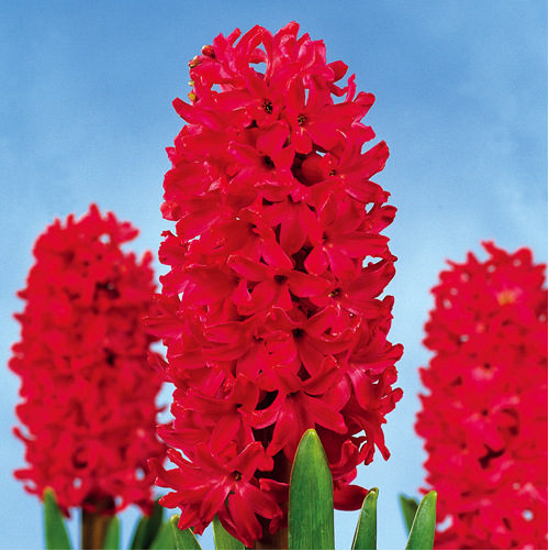 批发荷兰进口风信子种球盆栽 风信子多色大球 水培土培花卉植物