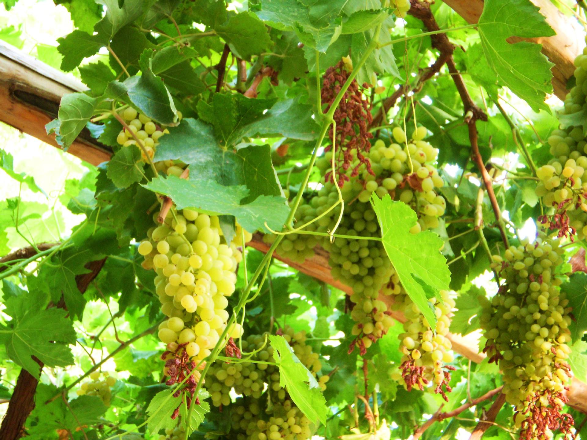 新疆奶油红葡萄干吐鲁番无核香妃提子奶油葡萄干袋装厂家批发