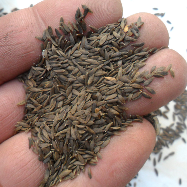 中药材 黑生菜籽 生菜籽 黑巨胜 巨胜籽 莴苣子巨胜子