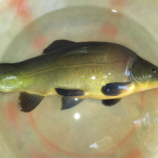 江苏观赏鱼批发