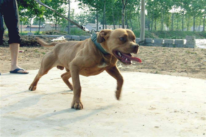 比特犬养殖场 比特犬驯养基地 三个月比特犬价格
