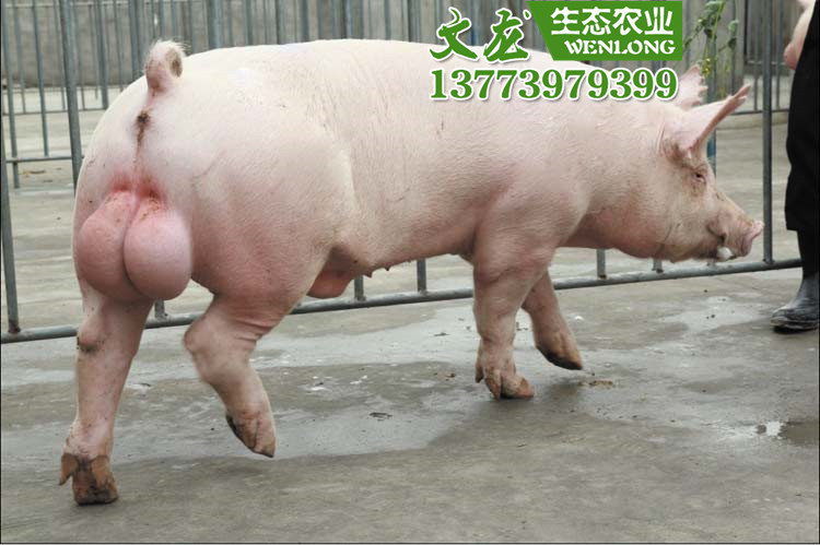 批发杜洛克纯种公猪长白大约克杜洛克种公猪基地专业养殖