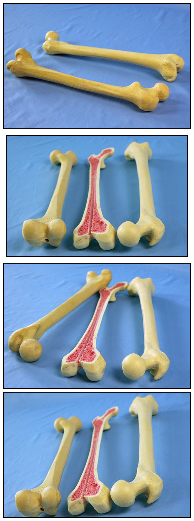 仿真股骨 r010117骨骼模型 人体模型