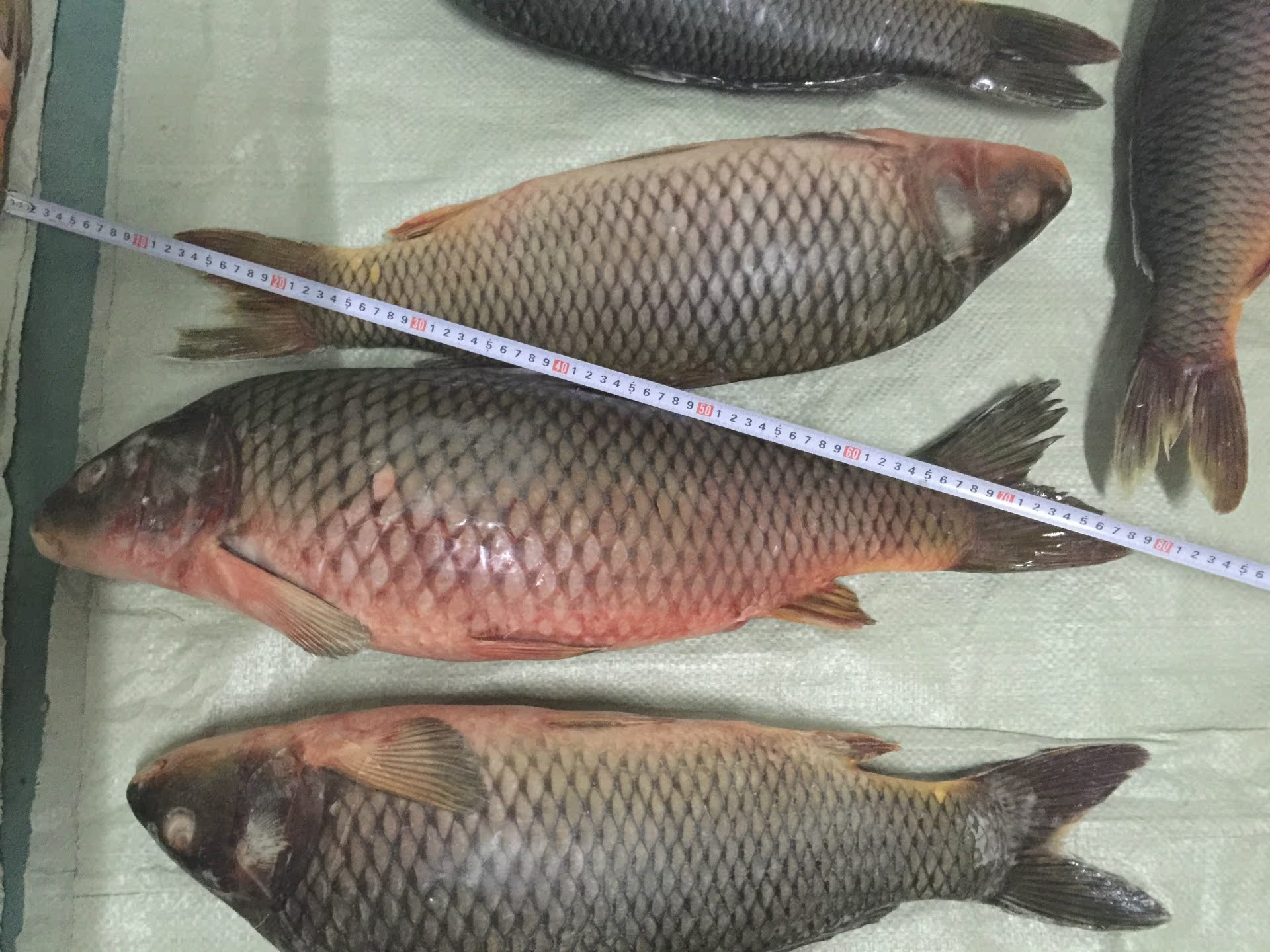 进口俄罗斯大型淡水湖鱼 鲤鱼 一手货源 正规清关