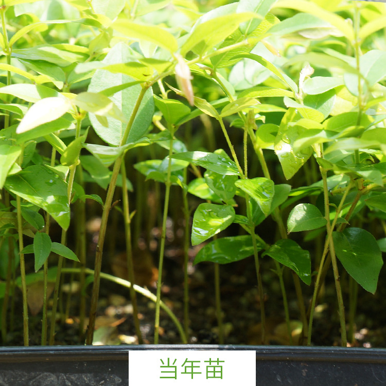 嘉宝果苗期管理