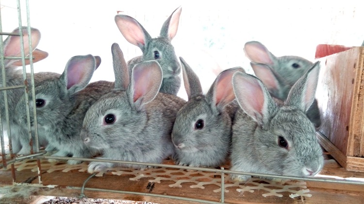 青紫蓝灰色活体兔子小肉兔