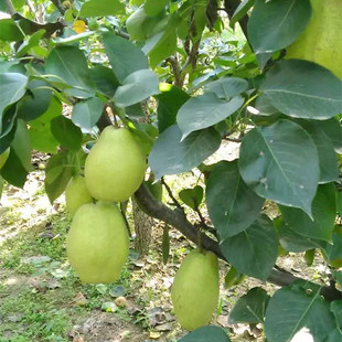 基地出售 梨树 梨子树 量大优惠 支持到场选购 晚秋黄梨