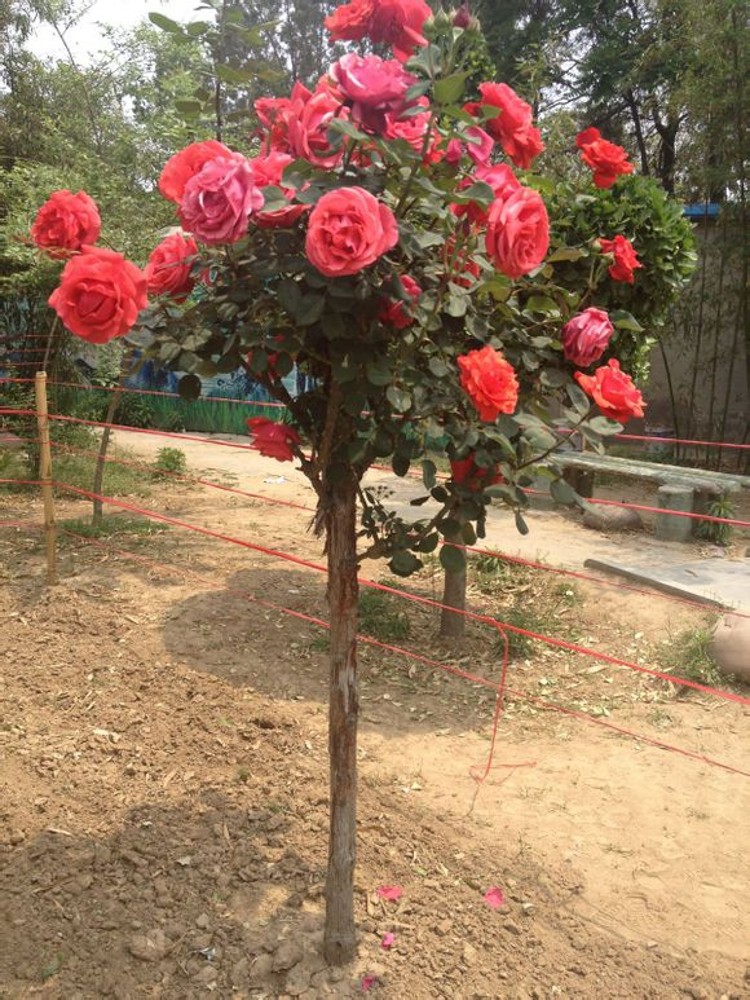 基地供应批发树状月季独杆月季树桩月季批发量大优惠