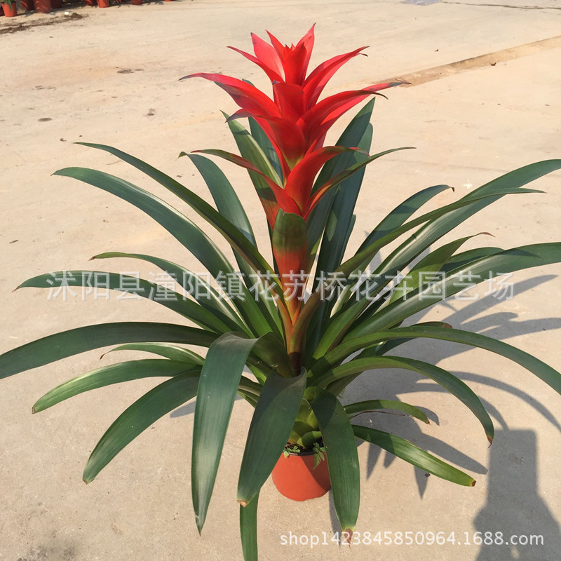 【黑凤梨歌词】_黑凤梨歌词厂家_黑凤梨歌词