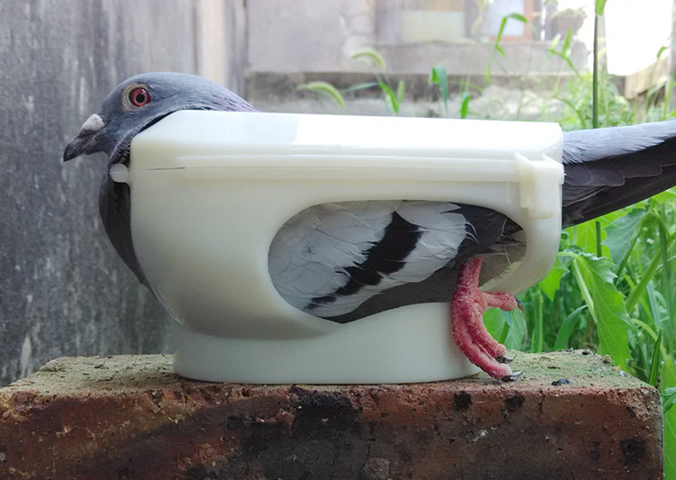 信鸽/赛鸽用固定喂药器/鸽子喂药固定架 幼鸽喂药器 看鸽眼固定器