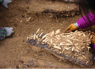 湖北宜昌野生天麻种植基地批发供应中药材乌红杂交零代天麻种子