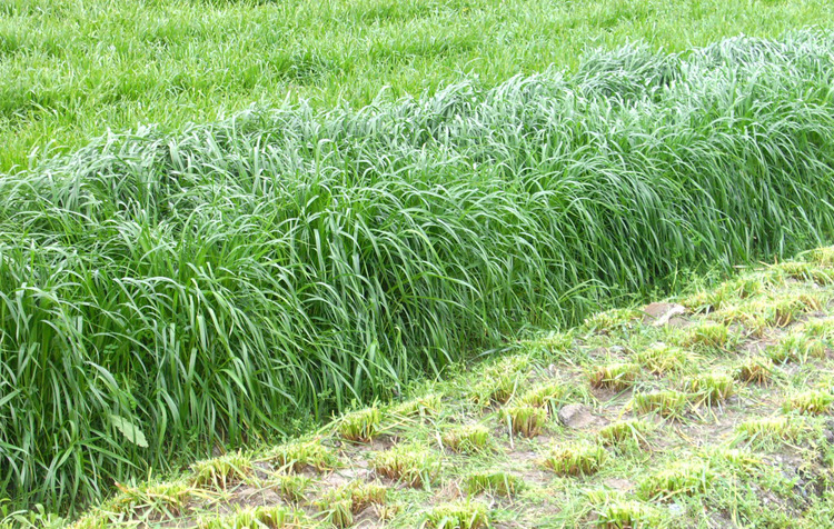 批发畜牧养殖牛羊猪牧草多年生黑麦草种子多花意大利黑麦草生长快