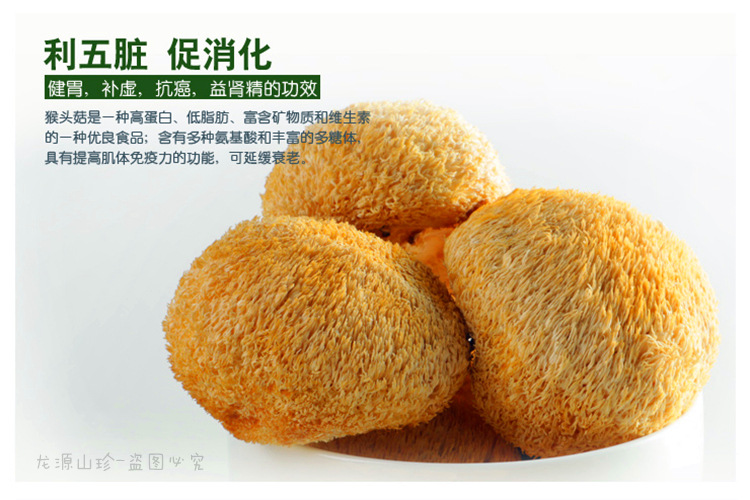 东北大兴安岭猴头菌丝体 猴头菇 猴头菇批发 猴头