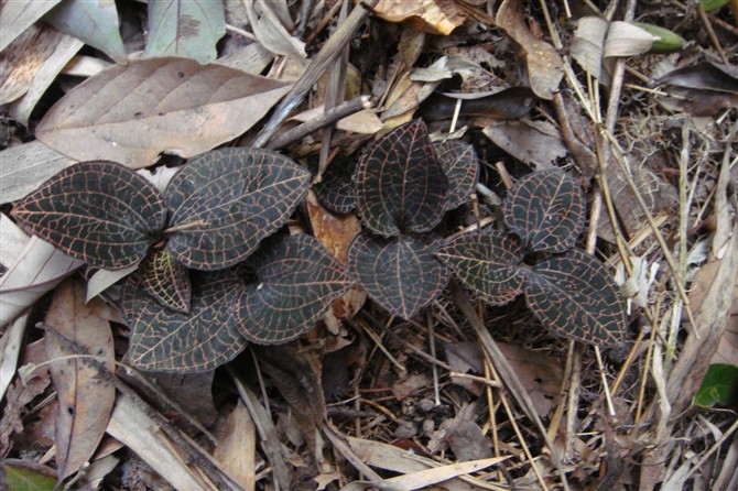 福建特产 正宗野生金线莲 一件代发零售 批发 招代理 50克