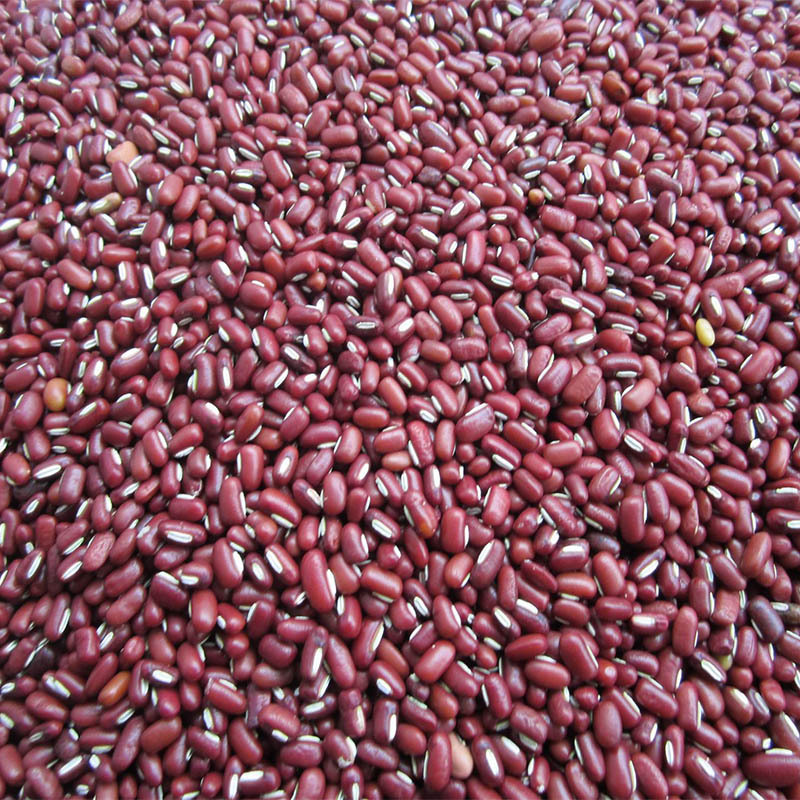 热销农家赤小豆 山东长粒赤小豆批发 真空包装散装一件代发代加工