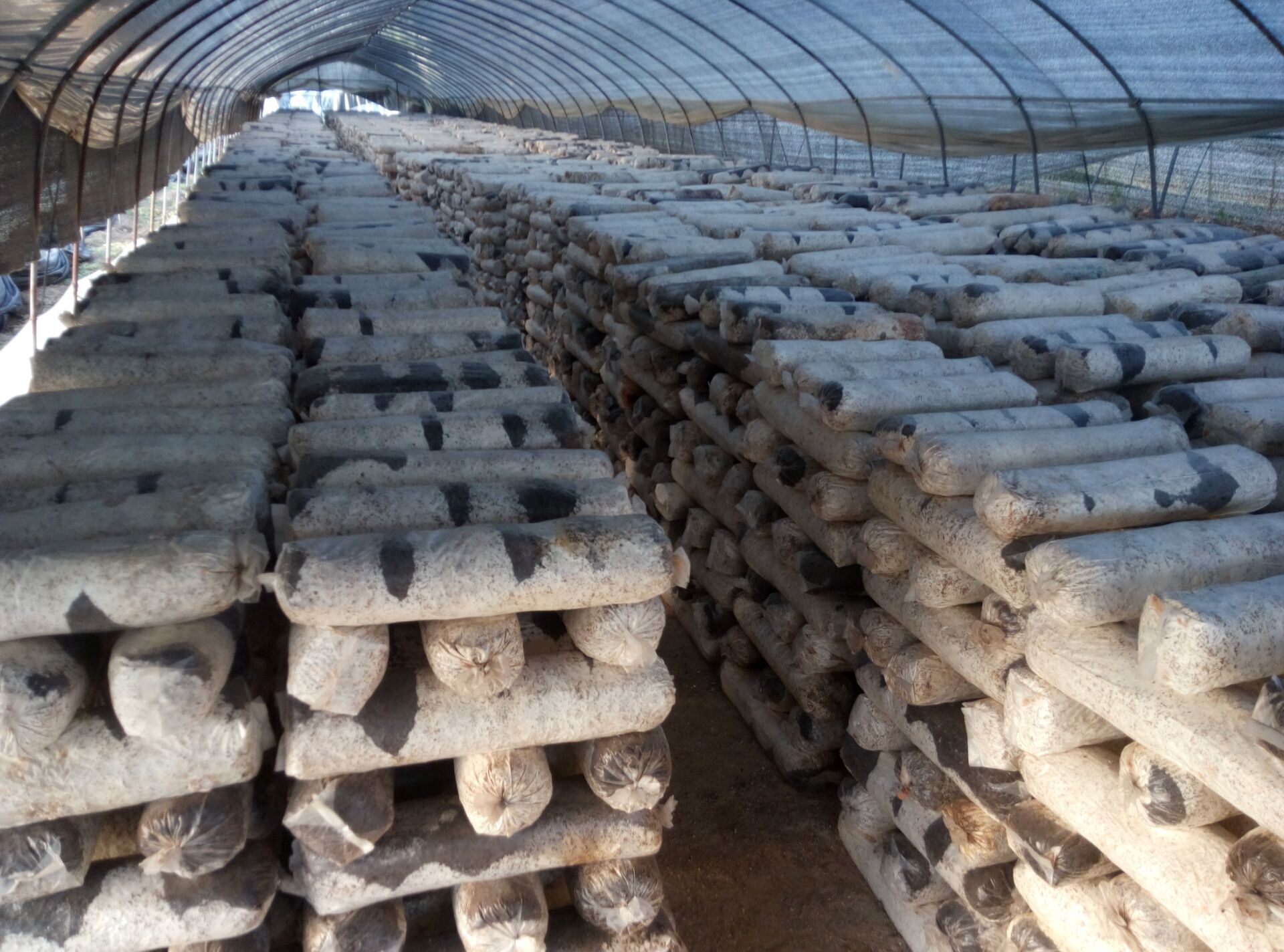 特抗650平菇母种 优质平菇菌种 试管菌种 食用菌菌种