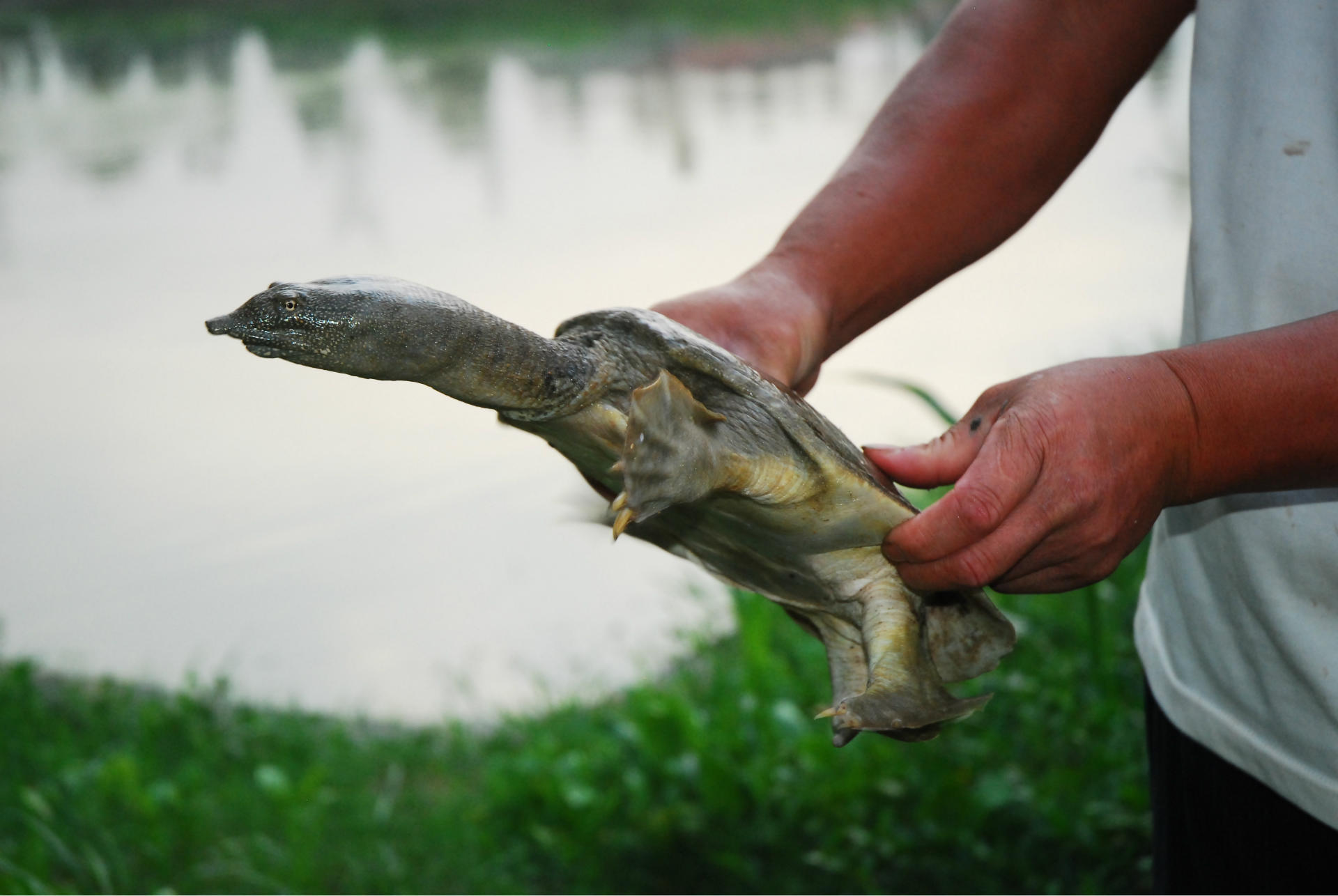 浙江 佛堂古镇小龙哥生态甲鱼 中华鳖 食用甲鱼