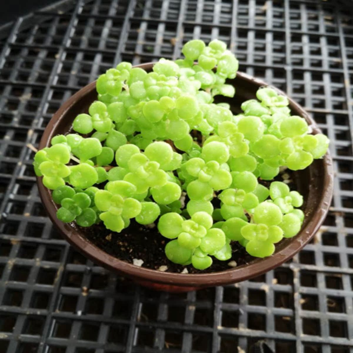 七王子 小型多肉植物批发 丸叶景天3颗 单头 圆叶景天 2-3cm 多肉
