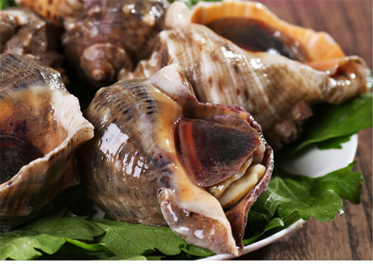 鲜活水产 鲜活大海螺新鲜野生海螺当天捕当天发