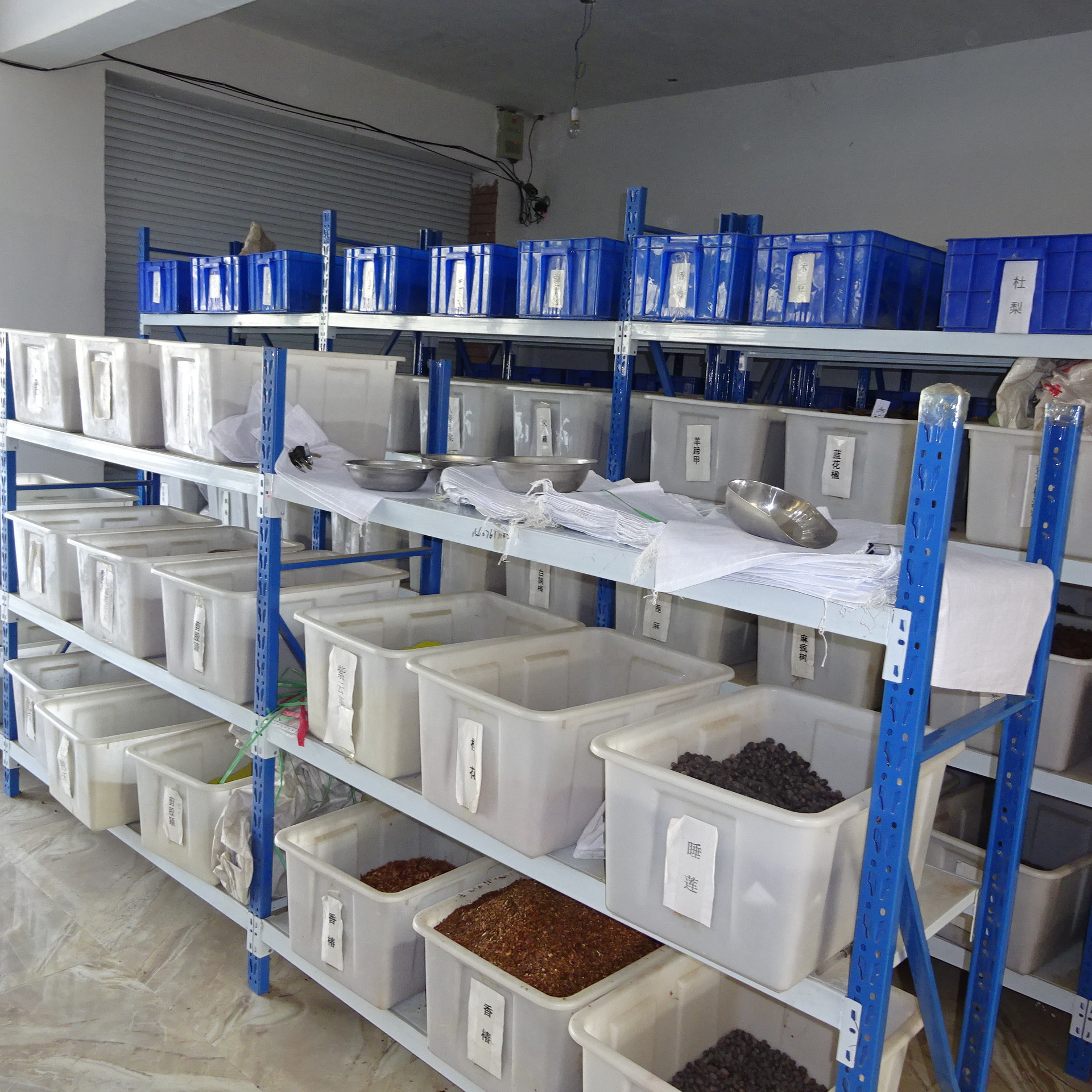 批发 冬牧70黑麦草 多年草种子