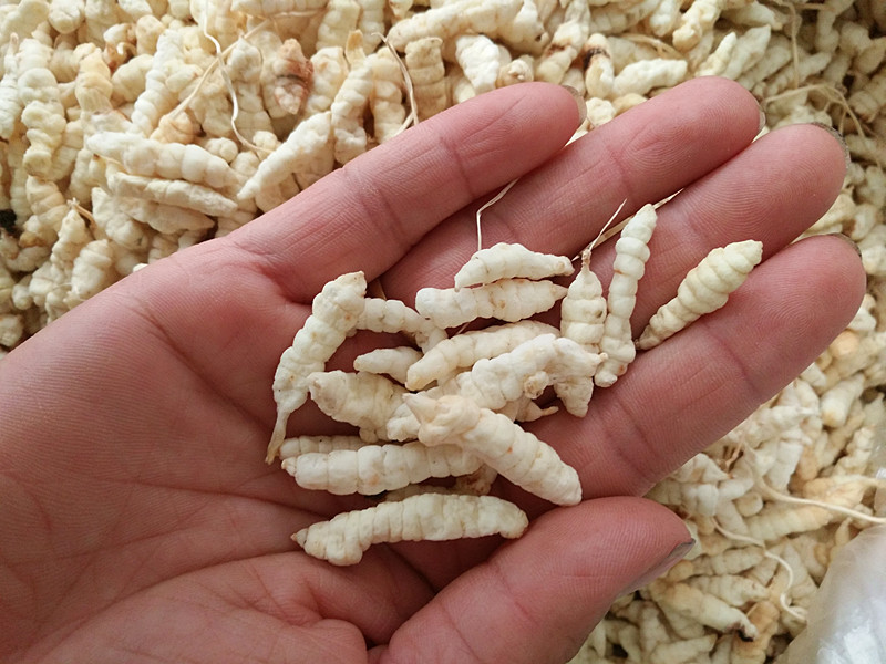 大量批草石蚕 地蚕 土冬虫草 泽兰根 白虫草新货