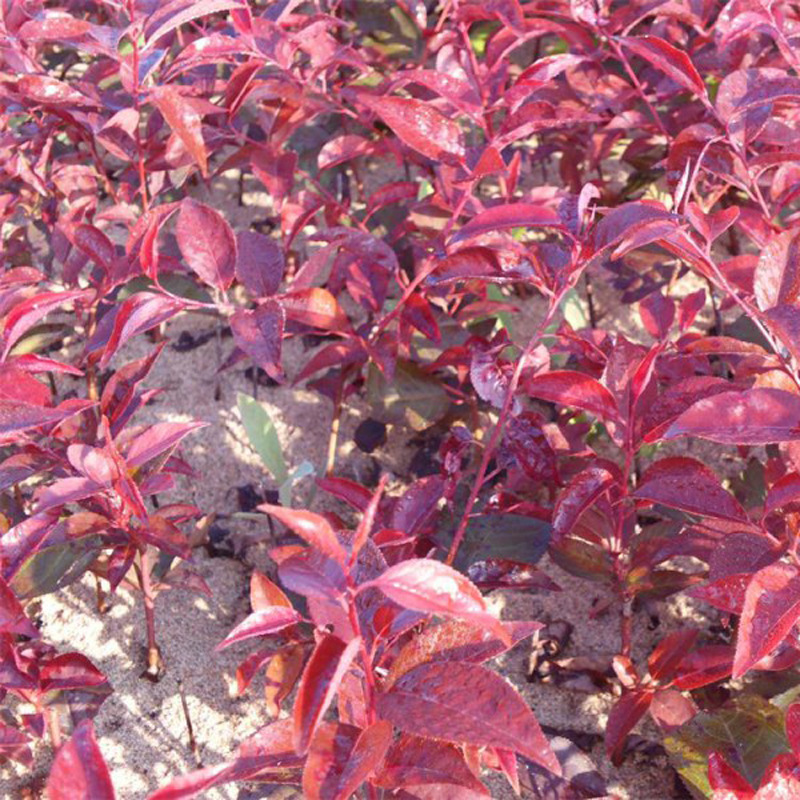 紫叶李,别名:红叶李,蔷薇科李属落叶小乔木,高可达8米,原产亚洲西南部