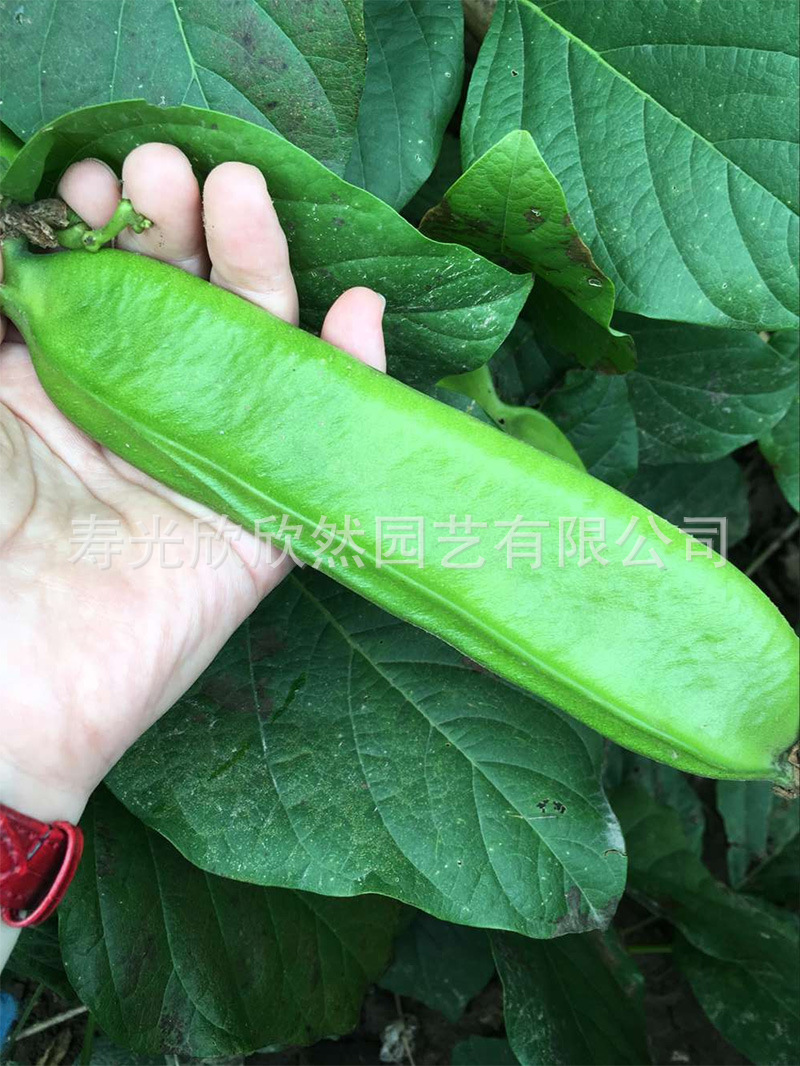 红刀豆种子 魔豆巴西豆大刀豆洋刀豆另有白刀豆 庭院栽培 1粒/元