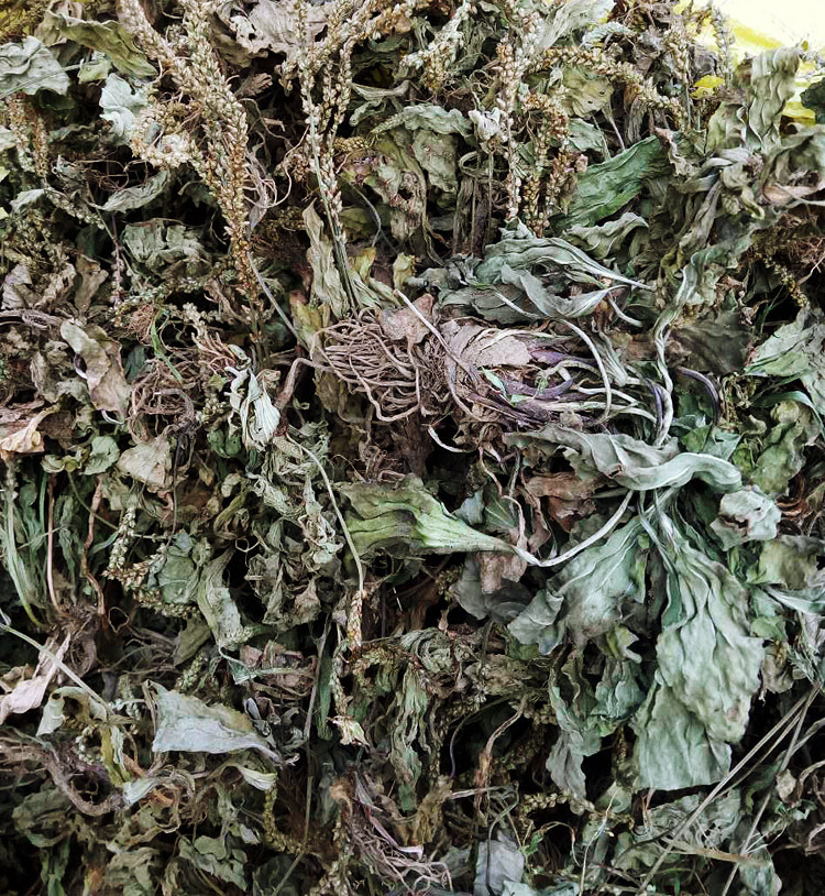 中药材供应批发 车前草 货干车前子 原产地新货直销