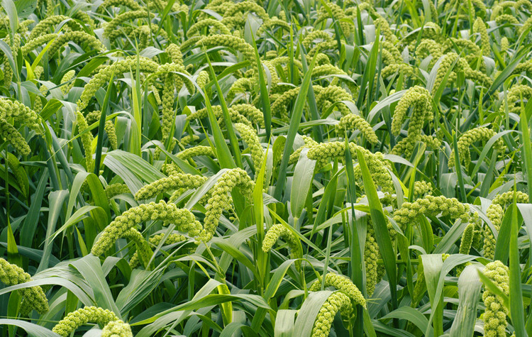 东北农家石磨小米 宝宝食用小米粥 五谷杂粮孕妇月子米农家黄小米