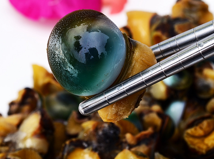 【著林】眼睛螺 猫眼螺 肉质有富有弹性 酒店特供 厂家批发直供