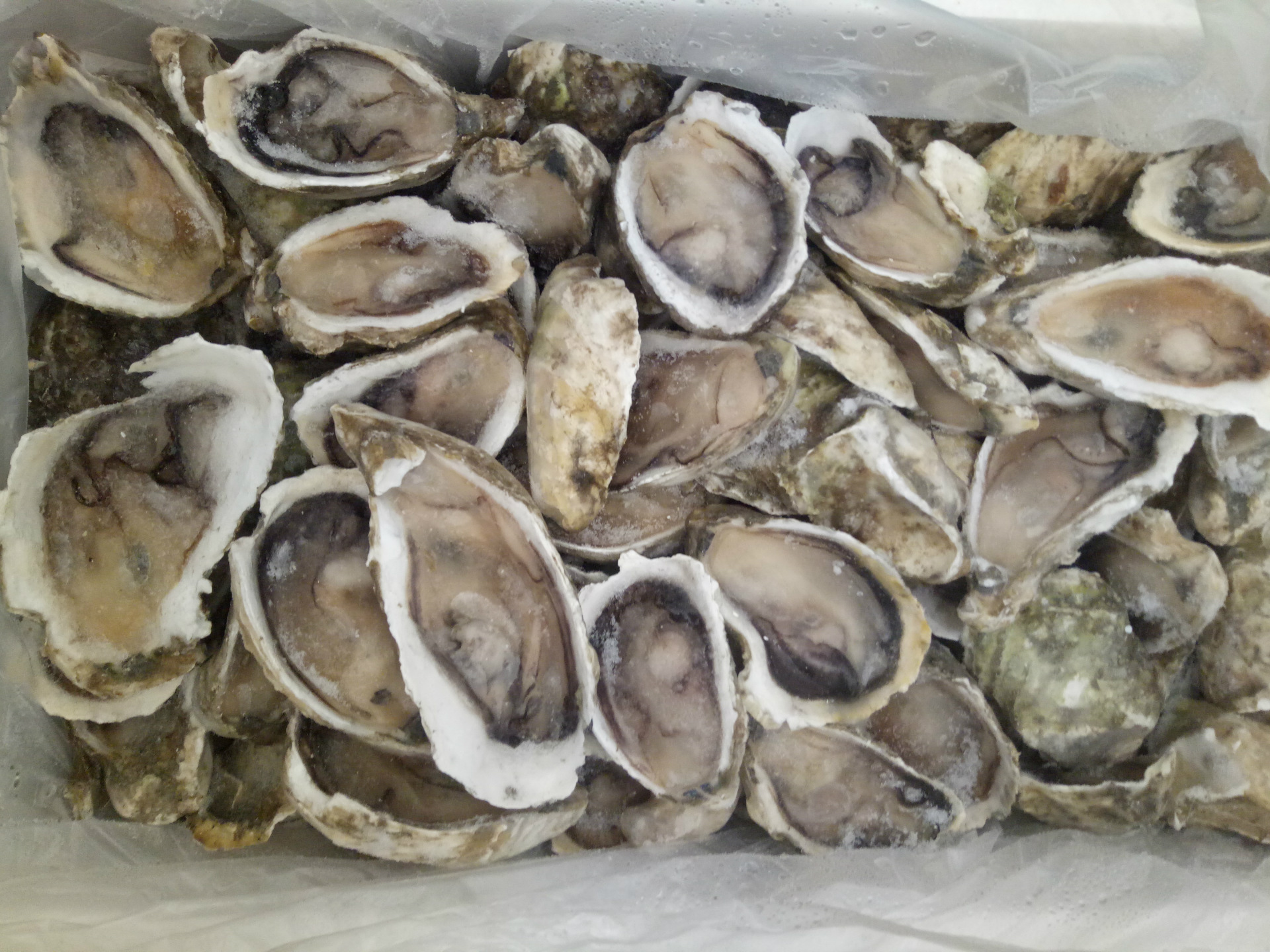 冷冻生蚝野生生蚝烧烤自助酒店专用食材量大从优