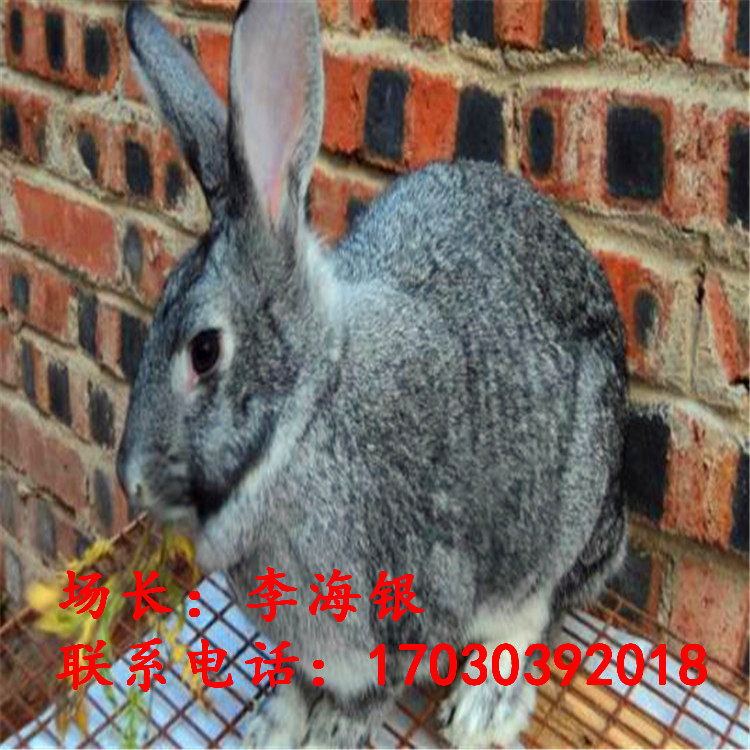 优质青紫蓝兔|长毛兔|獭兔种兔|花明兔|东洋兔|宠物兔