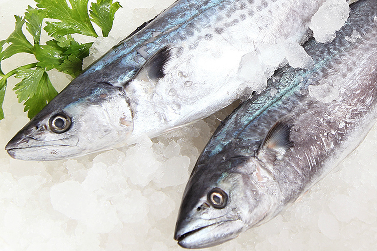 现货供应多种巴鱼鲅鱼 马鲛鱼新鲜水产品 冷冻营养鱼肉