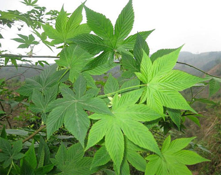 广西甜茶颗粒 刺儿茶提取甜茶素 厂家 2021年新茶