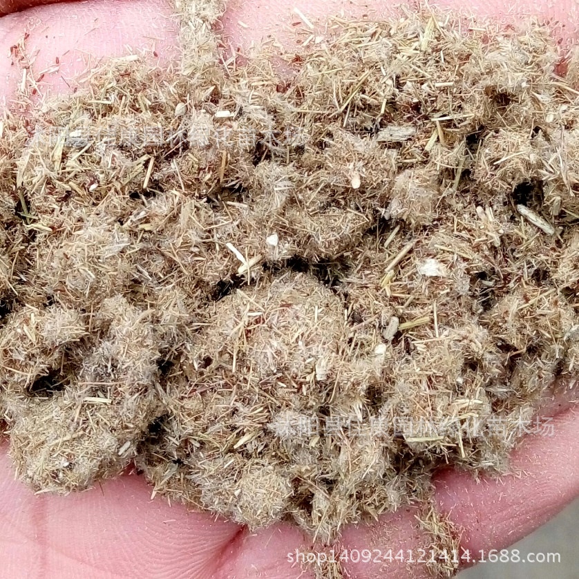 林木种子优质芦苇种子芦头种子芦柴种子苇子芦芛水生植物实景拍摄