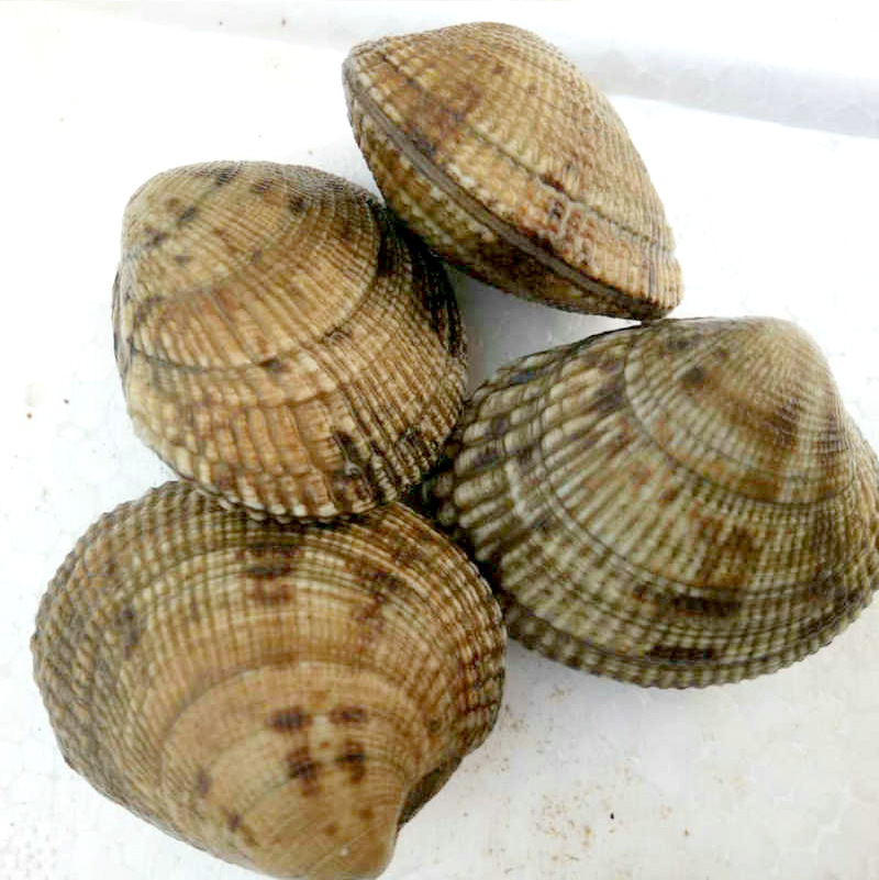 水产鲜活马蹄老头贝 连云港贝类水产批发 餐饮生鲜鲜活海味海产品