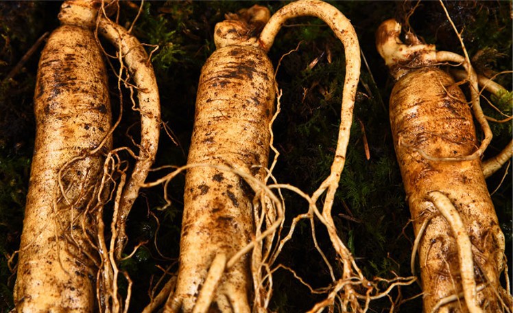 长白山带土鲜参 现挖现卖 煲汤泡酒老年人滋补 地摊夜市货源