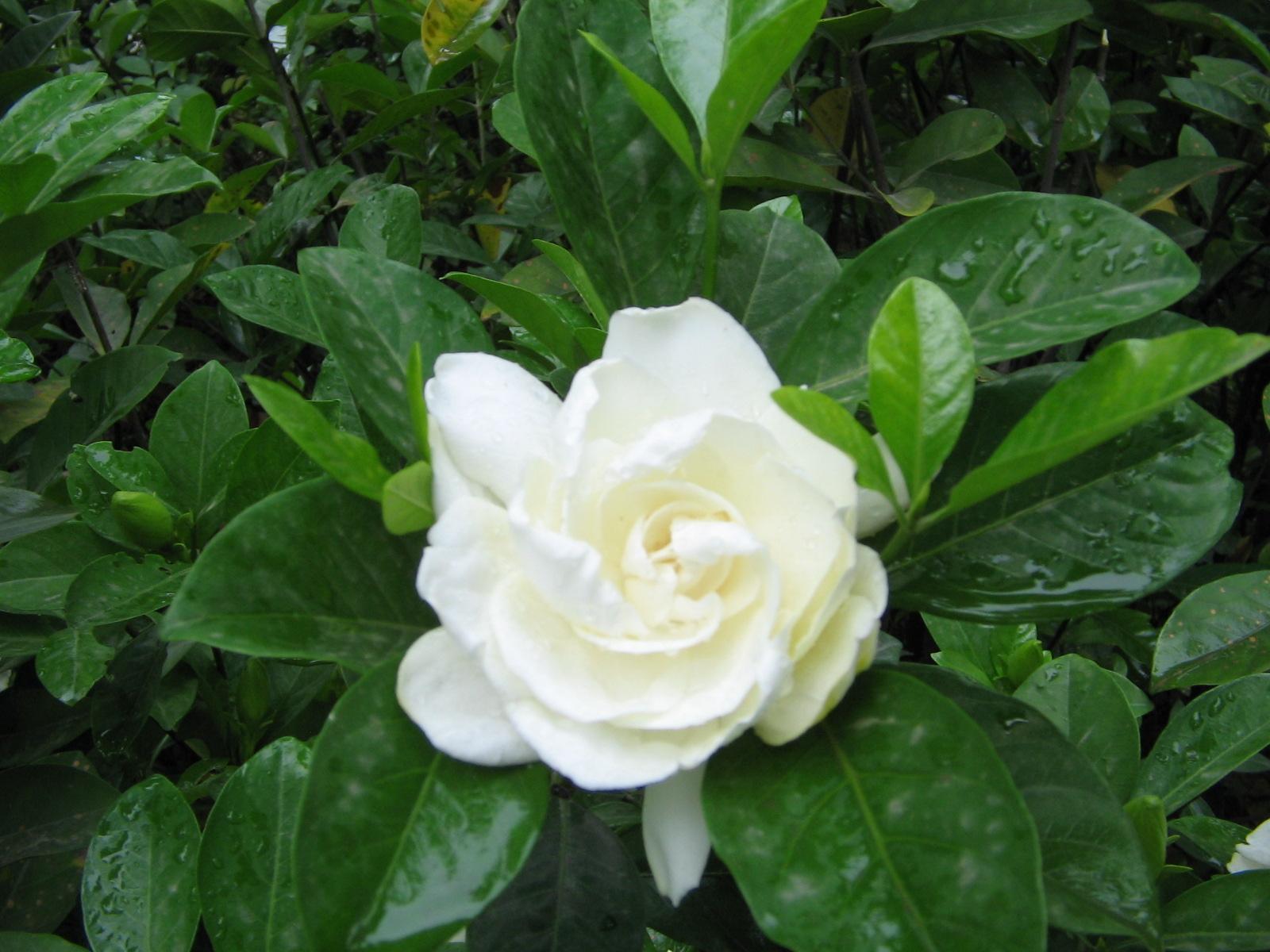 净化空气绿植 栀子花 芳香花卉 栀子花 四季常青 牡丹栀子