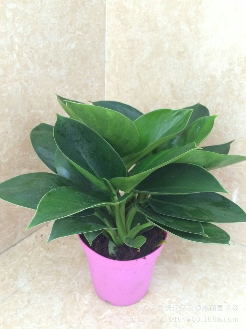 基地批发观叶植物小苹果金钻 绿植花卉 园林绿化 防辐射小盆栽