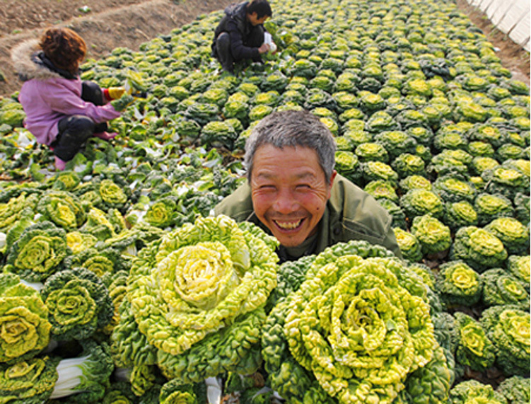 蔬菜种子黄心乌塌菜 黄金屋 阳台种菜 白菜种子 耐寒 易种