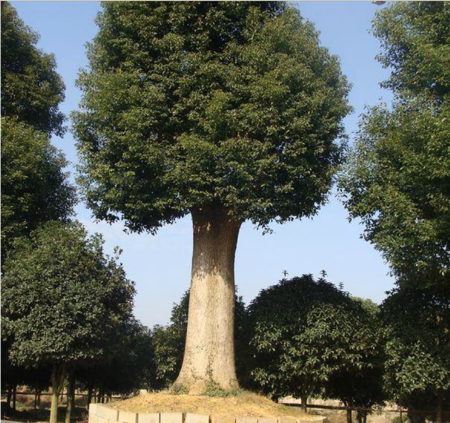 香樟树图片大全(香樟树图片大全大图)