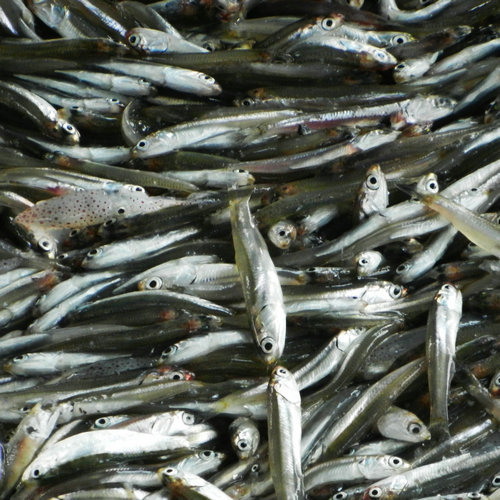 北方干制西施鱼 淡晒西施鱼海鲜水产鱼干