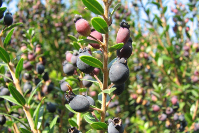 中药材桃金娘金丝桃山稔子岗稔山稔子果桃金娘批发