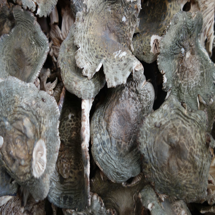 干菜梨菇 野生青菇 青头菌 青面菇 蘑菇 产价批发 质量可靠