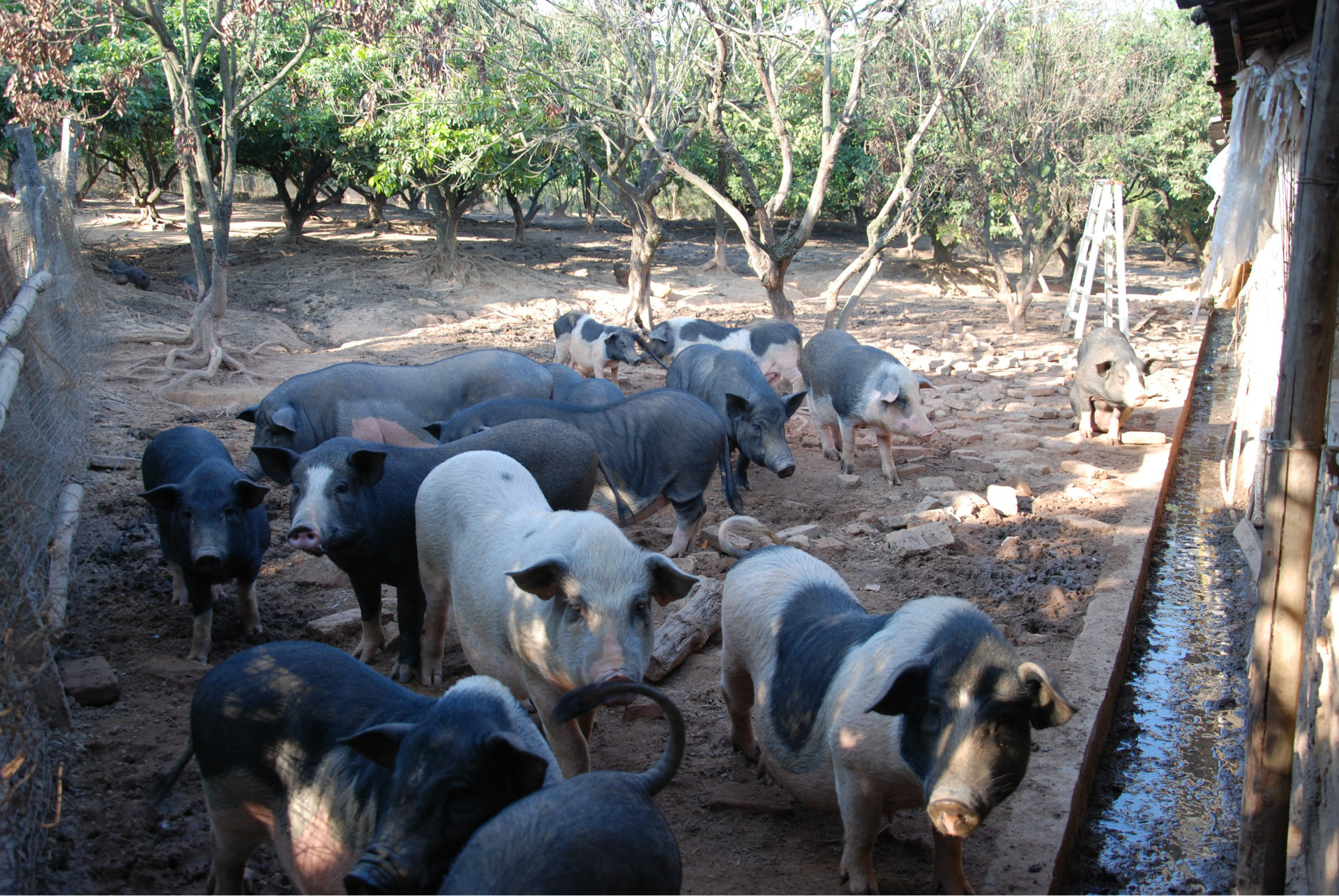 绿色无污染有机放养黑猪 散养生态猪
