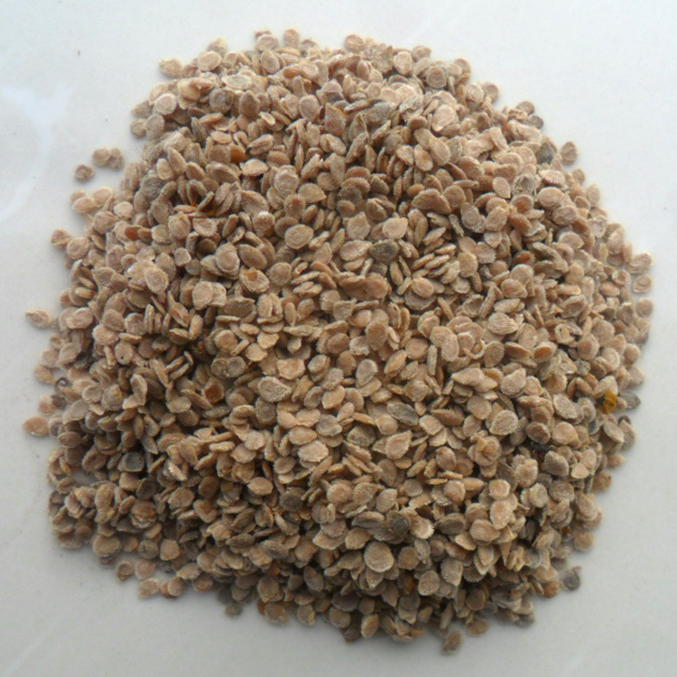 中药材 西红柿种子 西红柿子 西红柿籽 番茄子 番茄籽