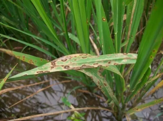 水稻药害的识别与补救措施