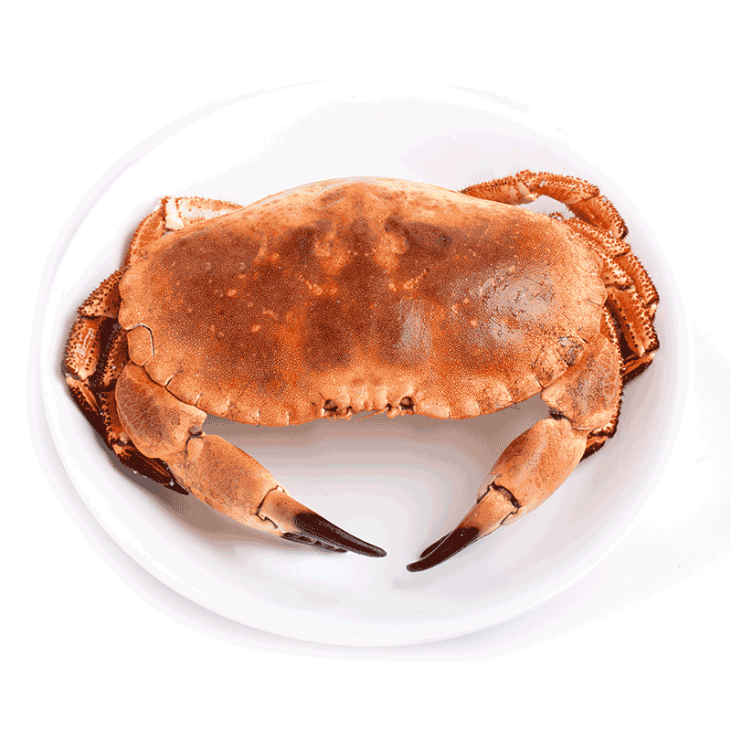 批发供应 650-1100g新鲜面包蟹大